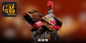 Đá Gà Phi Trực Tiếp 24/7 Truy Cập Săn Kèo Thơm Tại Sp666